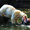 A drunk Scot is no match for the brute force of a polar bear