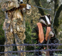 Badgers Agree To Cull Humans In Bid To Stop Spread Of Idiocy