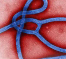 Ebola Corporation Sues Government