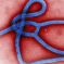 Ebola Corporation Sues Government